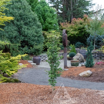 Ginkgo biloba 'Folkert's Select' - Folkert's Select Ginkgo Ginkgo biloba 'Folkert's Select' - Folkert's Select Ginkgo