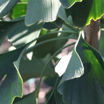 Ginkgo biloba 'Magyar' - Magyar Ginkgo Ginkgo biloba 'Magyar' - Magyar Ginkgo