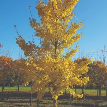 Ginkgo biloba 'PNI 2720' - Princeton Sentry® Ginkgo Ginkgo biloba 'PNI 2720' - Princeton Sentry® Ginkgo