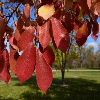 Ulmus davidiana var. japonica 'Burgundy Glow' - Northern Empress® Japanese Elm Ulmus davidiana var. japonica 'Burgundy Glow' - Northern Empress® Japanese Elm