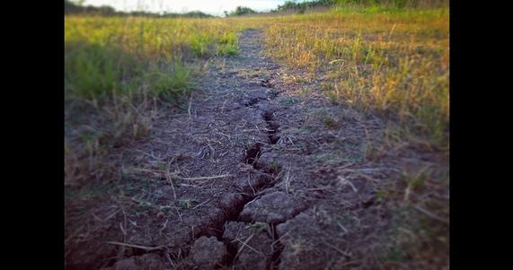 How does drought affect our plants?