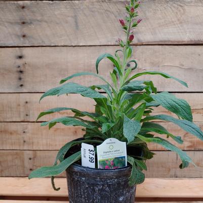 Foxglove - Raspberry Improved