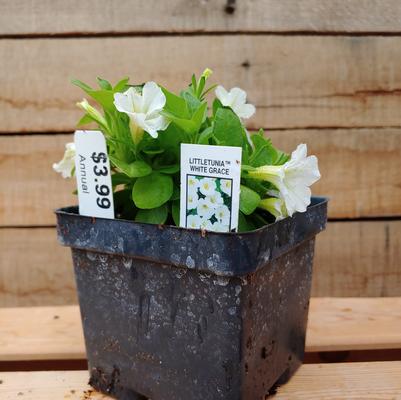 White Grace Littletunia