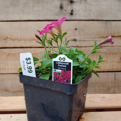 Fuchsia Littletunia