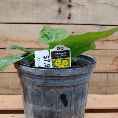 Krueger Patio Daisy