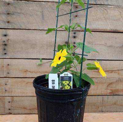 Lemon Thunbergia