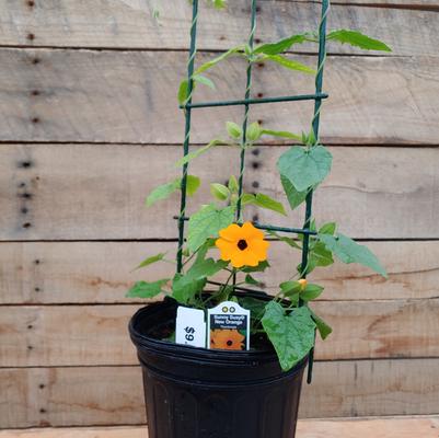 Sunny Susy New Orange Thunbergia