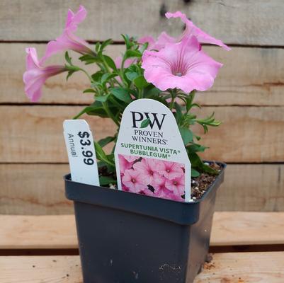 Vista Bubblegum Supertunia