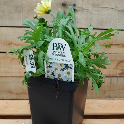 Vanilla Butterfly Marguerite Daisy