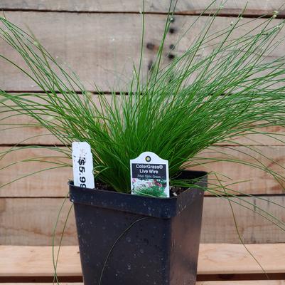 Live Wire ColorGrass