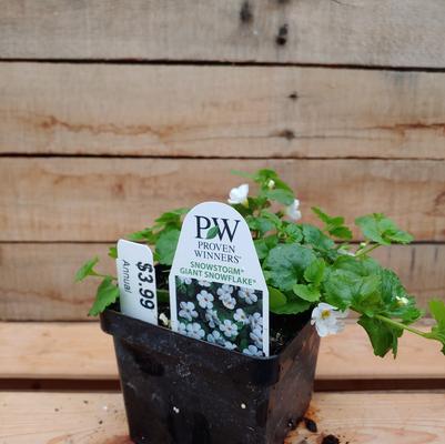 Snowstorm Giant Snowflake Bacopa