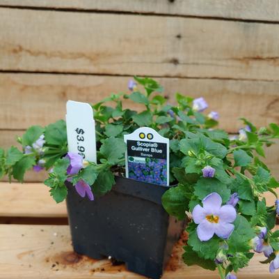 Scopia Gulliver Blue Bacopa