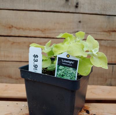 Limelite Licorice Plant