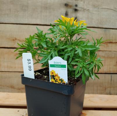 Popstar Bidens