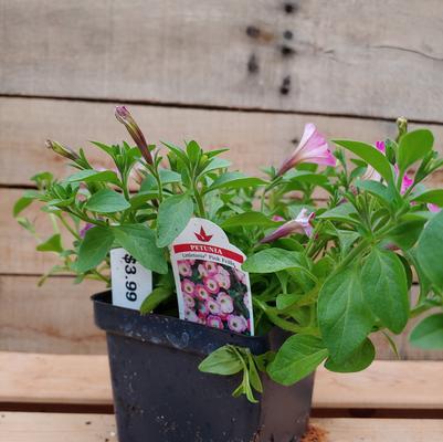 Pink Frills Littletunia