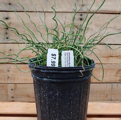 Big Twister Juncus