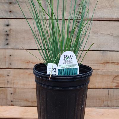 Blue Mohawk Juncus