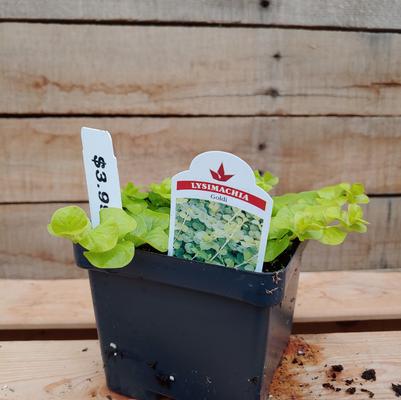 Goldilocks Creeping Jenny