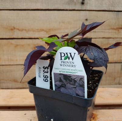 Sweet Potato Vine