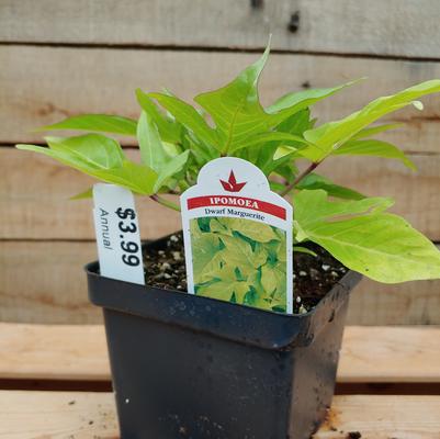 Dwarf Marguerite Sweet Potato Vine