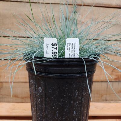 Beyond Blue Fescue