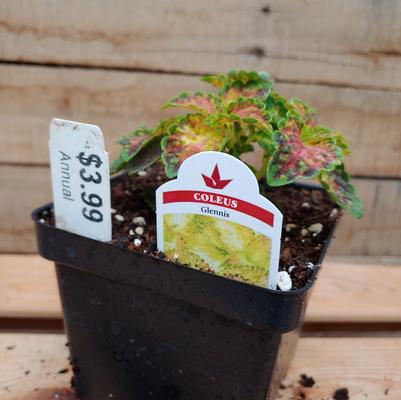 Glennis Coleus