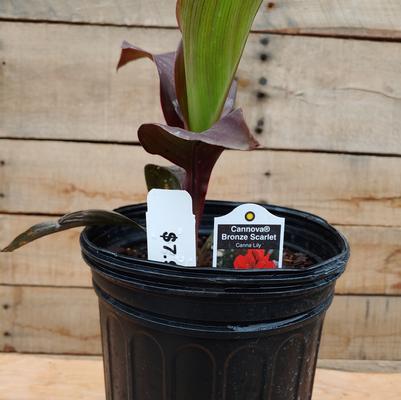 Canna Lily