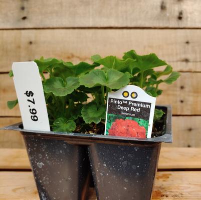 Pinto Premium Deep Red Geranium