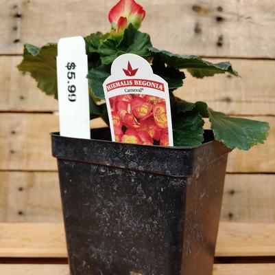 Carneval Begonia