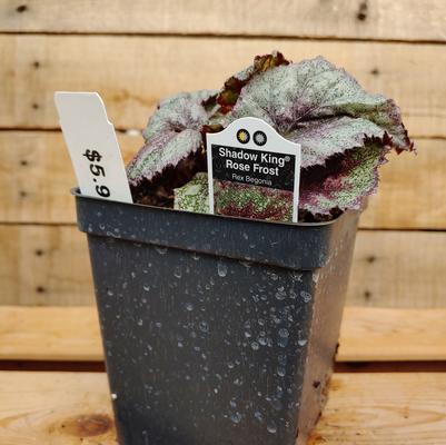Rex Begonia