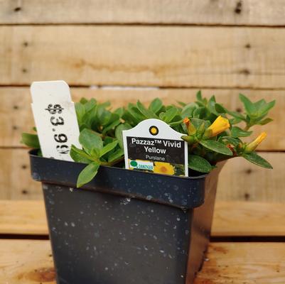 Moss Rose
