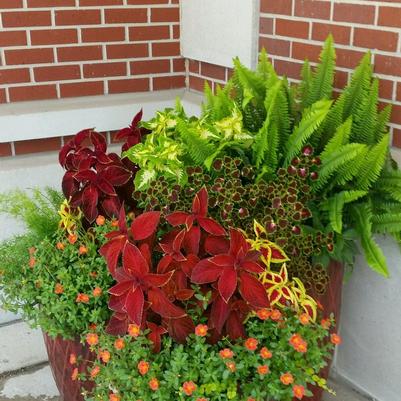 part shade planter