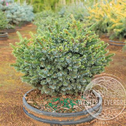 Pimoko Dwarf Serbian Spruce