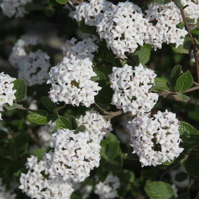 Spice Island™ Viburnum