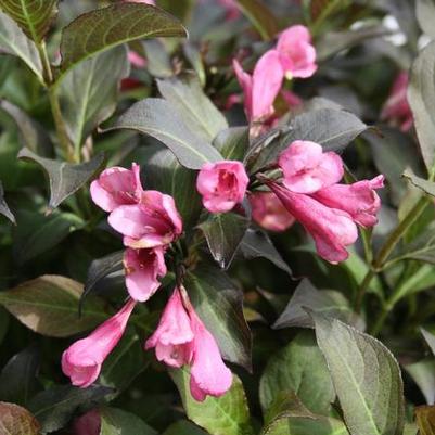 Dark Horse Weigela