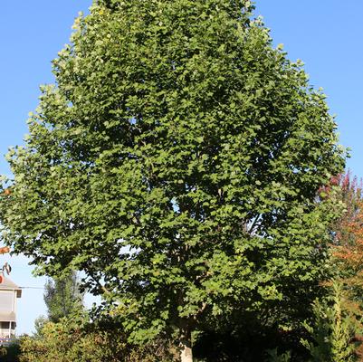 Emerald City® Tulip Tree