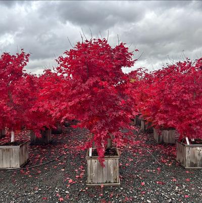 Pacific Rim® 'Final Fire®' Maple