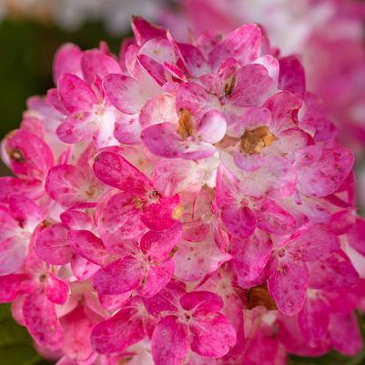 Spring Sizzle Hydrangea