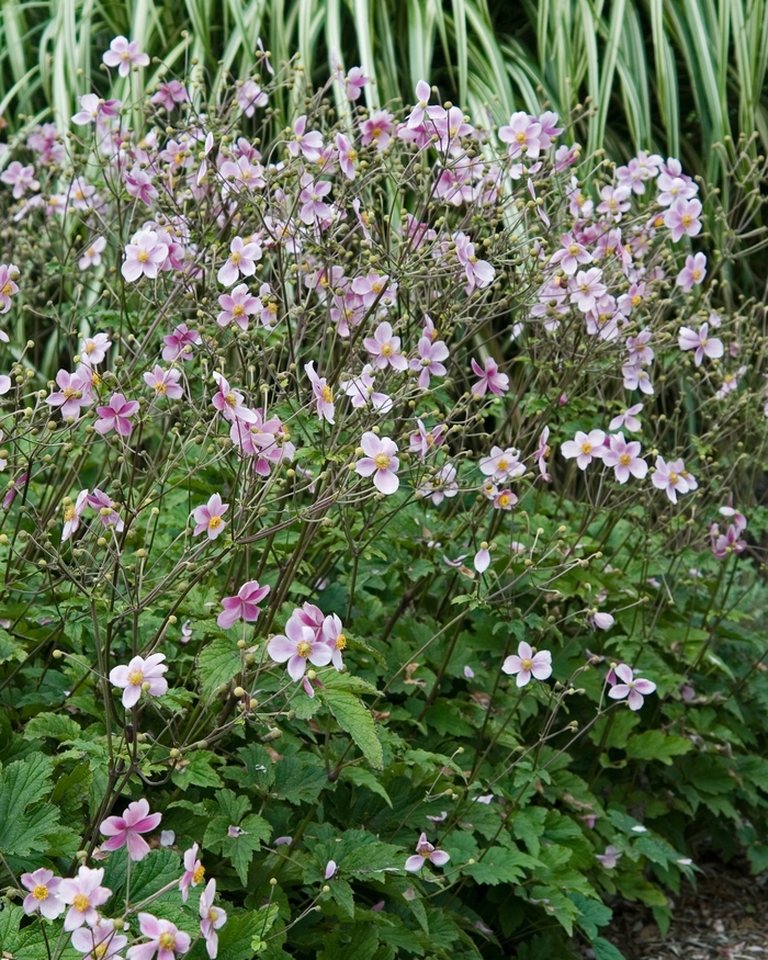 Robustissima Windflower - Anemone tomentosa 'Robustissima' from Faller Landscape