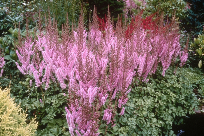 Pumila Astilbe - Astilbe chinensis 'Pumila' from Faller Landscape