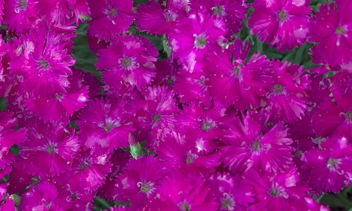 Neon Star Dianthus - Dianthus 'Neon Star' from Faller Landscape