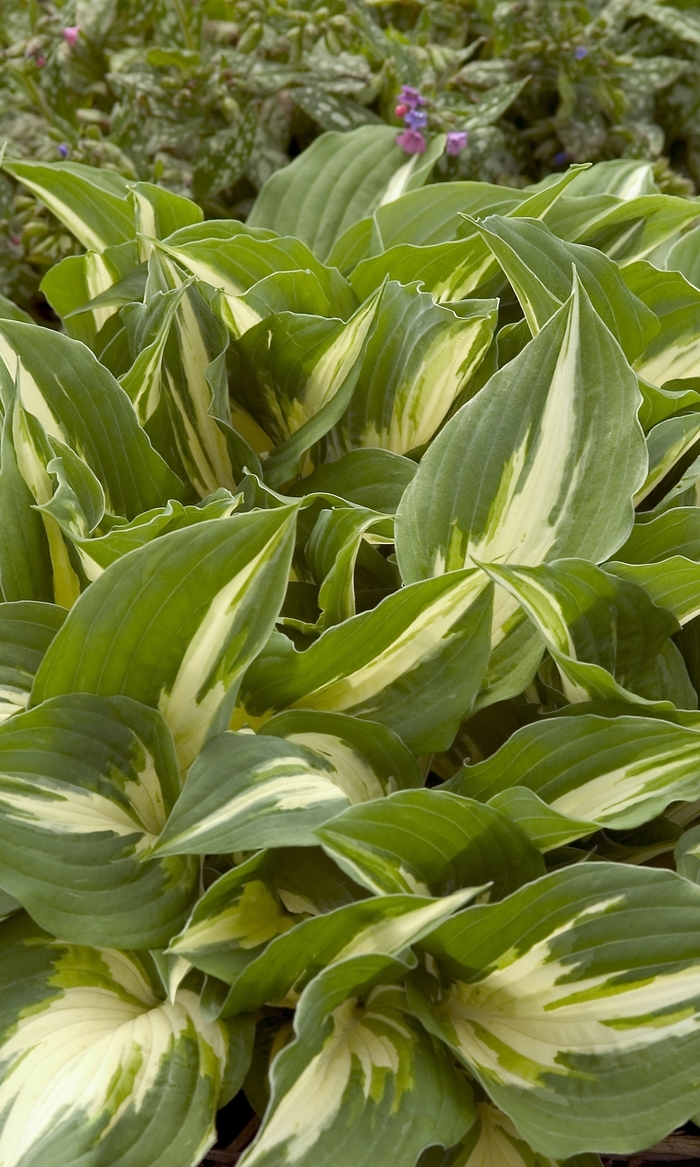 Night Before Christmas Hosta - Hosta 'Night Before Christmas' from Faller Landscape