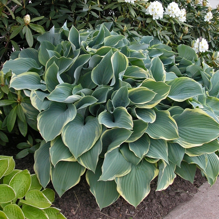 Regal Splendor Hosta - Hosta 'Regal Splendor' from Faller Landscape