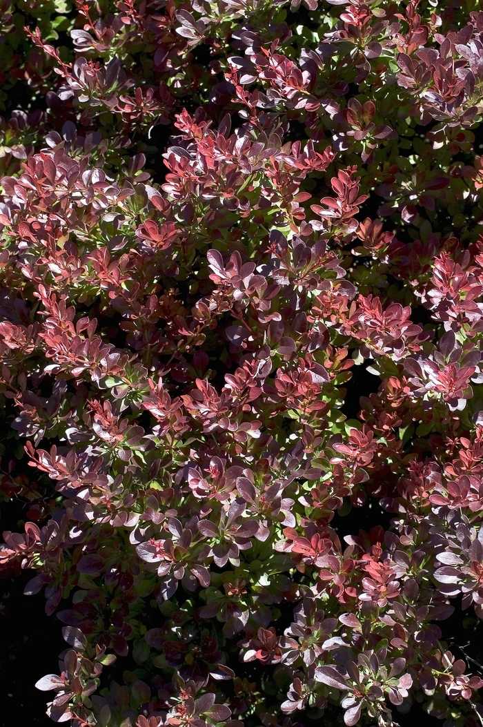 Midnight Ruby Barberry - Berberis thunbergii 'Midnight Ruby' from Faller Landscape