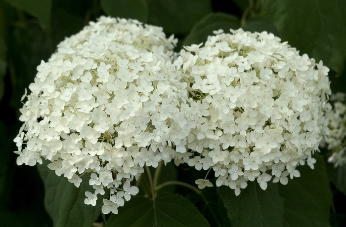 Annabelle Hydrangea - Hydrangea arborescens 'Annabelle' from Faller Landscape