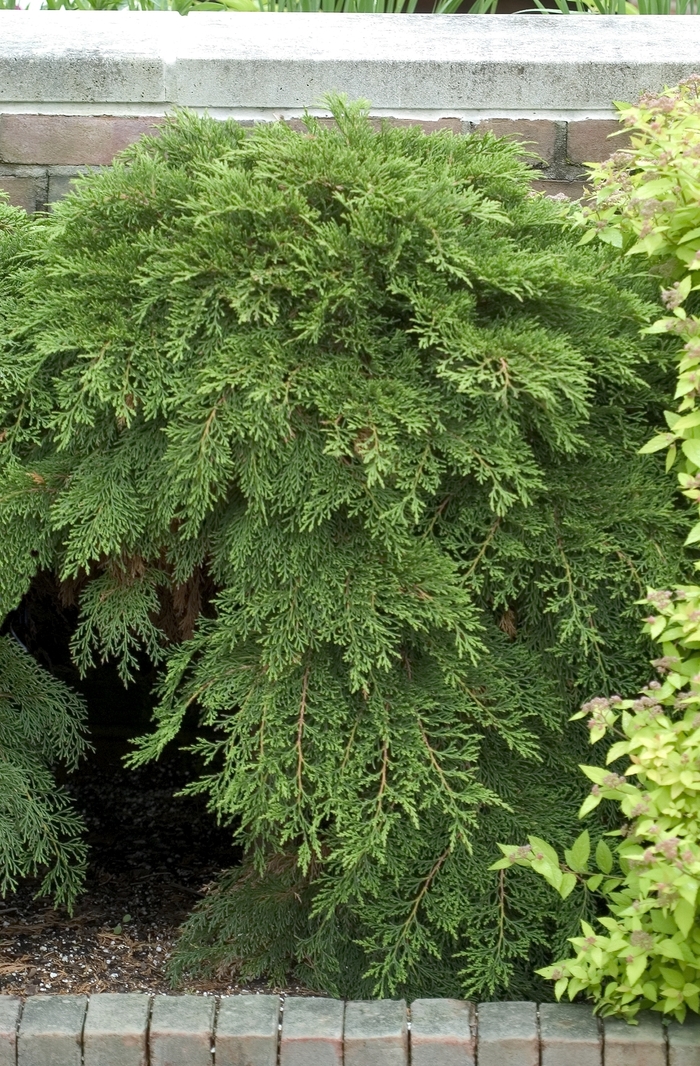Siberian Cypress - Microbiota decussata from Faller Landscape