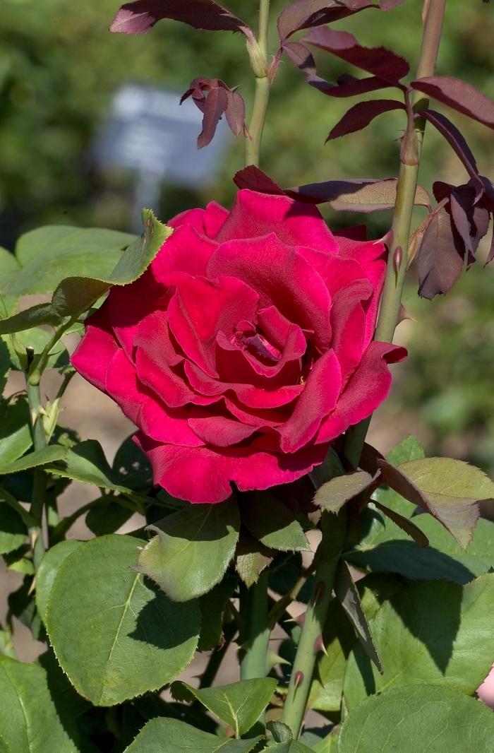 Mister Lincoln Tea Rose Faller Landscape