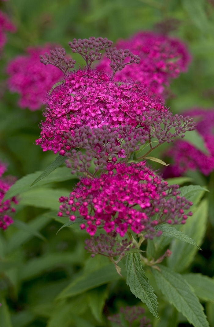 Neon Flash Spirea - Spiraea japonica 'Neon Flash' from Faller Landscape