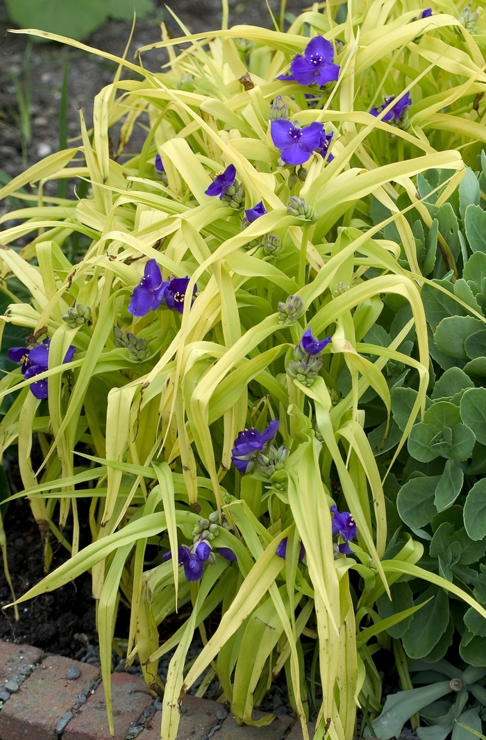 Blue and Gold Spiderwort - Tradescantia andersoniana 'Blue and Gold' from Faller Landscape