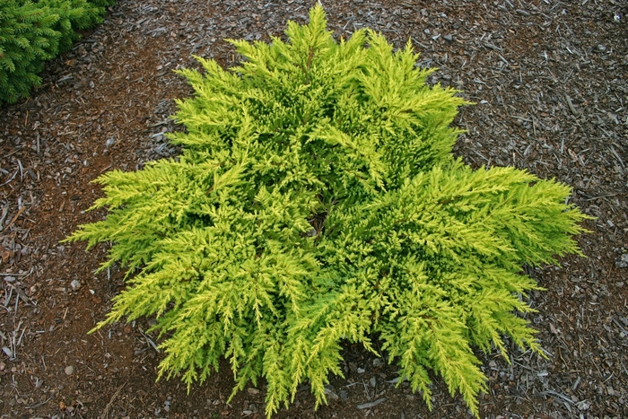 Daub's Frosted Juniper - Juniperus chinensis 'Daub's Frosted' from Faller Landscape